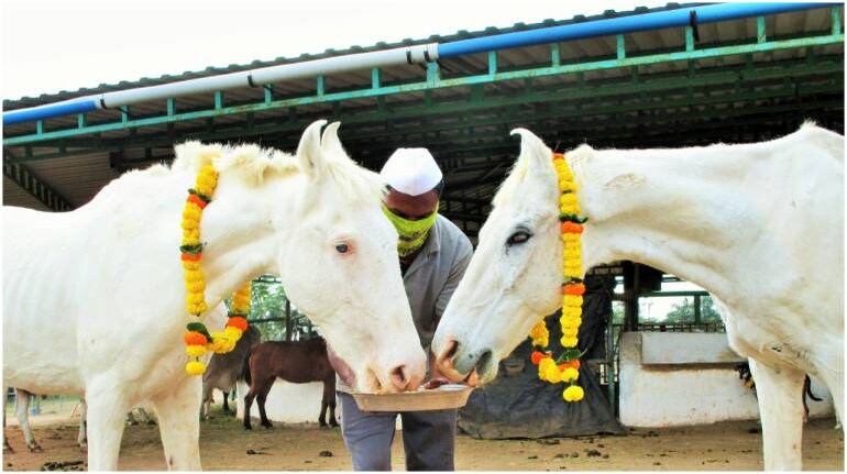 Alia Bhatt-Ranbir Kapoor wedding: Inseparable horses named Ranbir and Alia Alia Bhatt-Ranbir Kapoor wedding: Inseparable horses named Ranbir and Alia