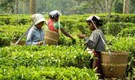 Tea exports in first five months increase 7%
