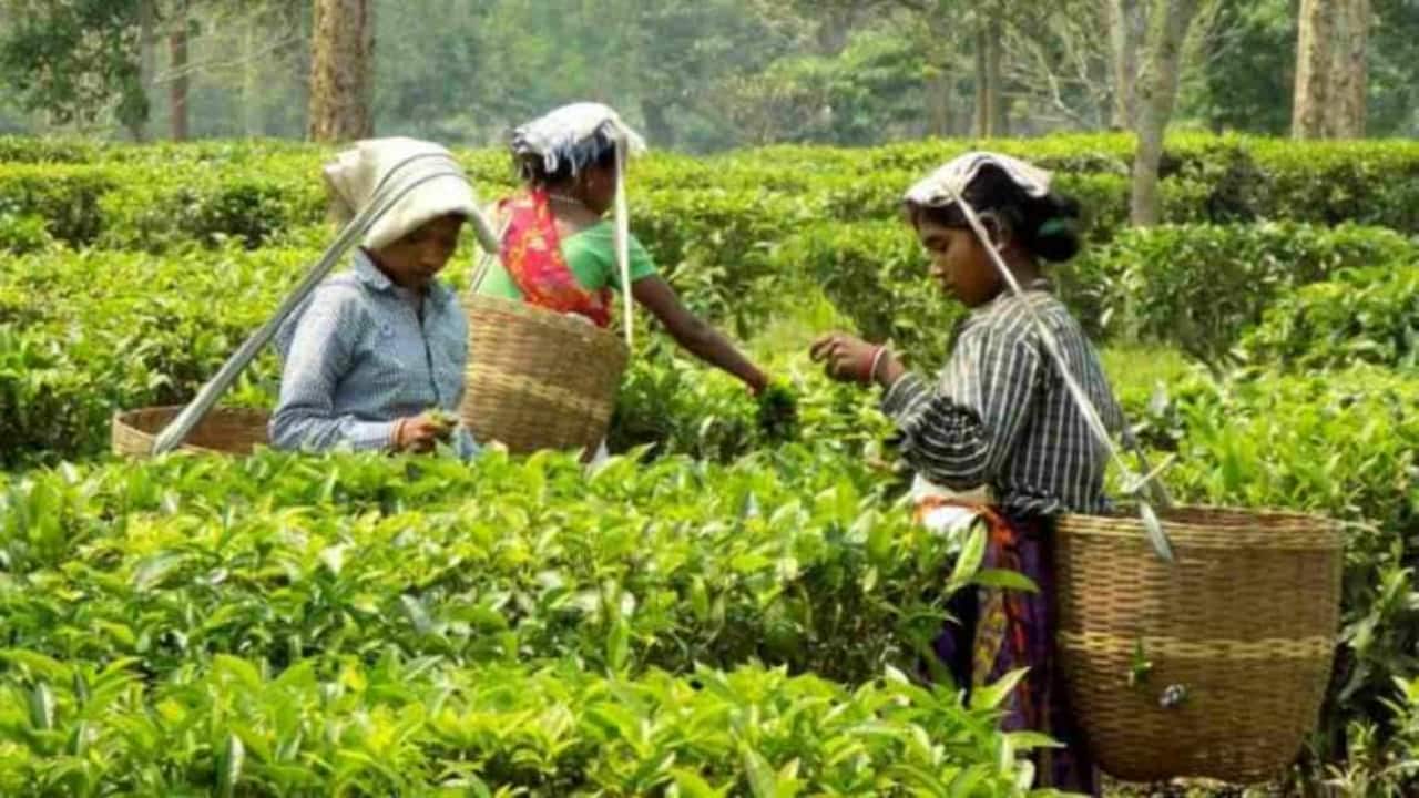 Orthodox tea production gets boost from rising exports, prices