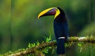 Nepal’s first bird sanctuary could be a new attraction for Indian tourists