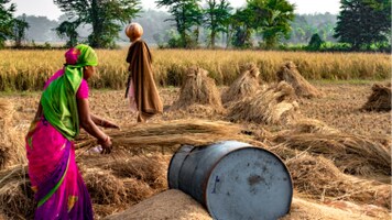 India plans to restrict wheat exports after record heat damages crop