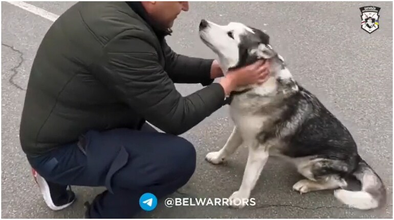 Nessie the husky was reunited with her owner in Ukraine (Image credit: belwarriors/Instagram)