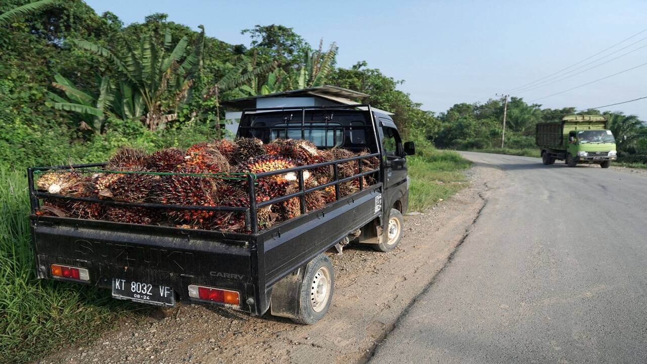 Indonesia to allow key Palm oil exports, sparking price swings