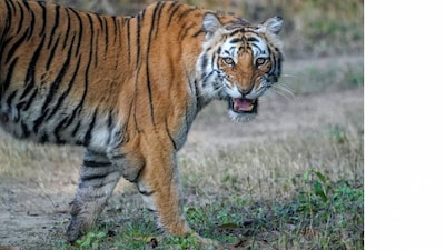 Tiger share price