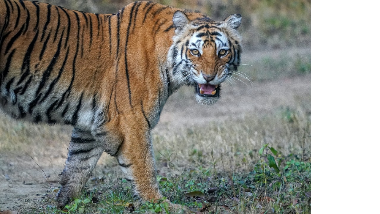 Corbett Tiger Reserve: In the belly of the beast - Part 1