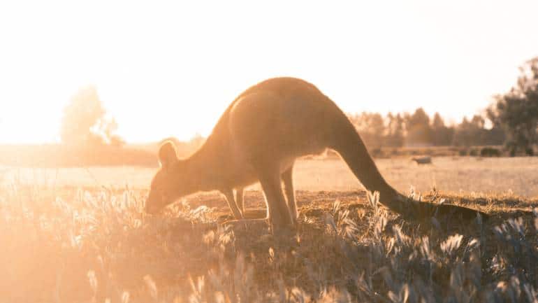 Resident roos are known to regularly sun themselves at a handful of Australian beaches, the most famous of which is Lucky Bay in Western Australia’s Cape Le Grand National Park. (Representational image: Christopher Burns via Unsplash)