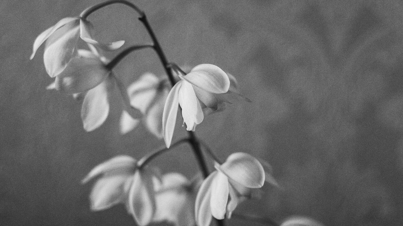 Living and grieving: How we cope with loss