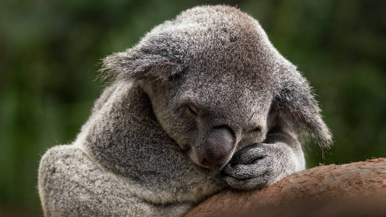 Trip Planner | Australia: best places, food, experiences and Covid protocols Trip Planner | Australia: best places, food, experiences and Covid protocols