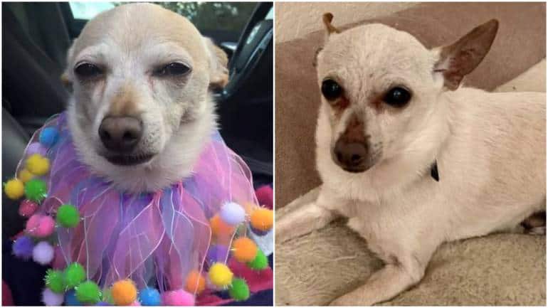 World's oldest dog: Meet 21-year-old chihuahua TobyKeith