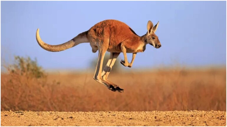 Why Are Kangaroos Turning Up in India?
