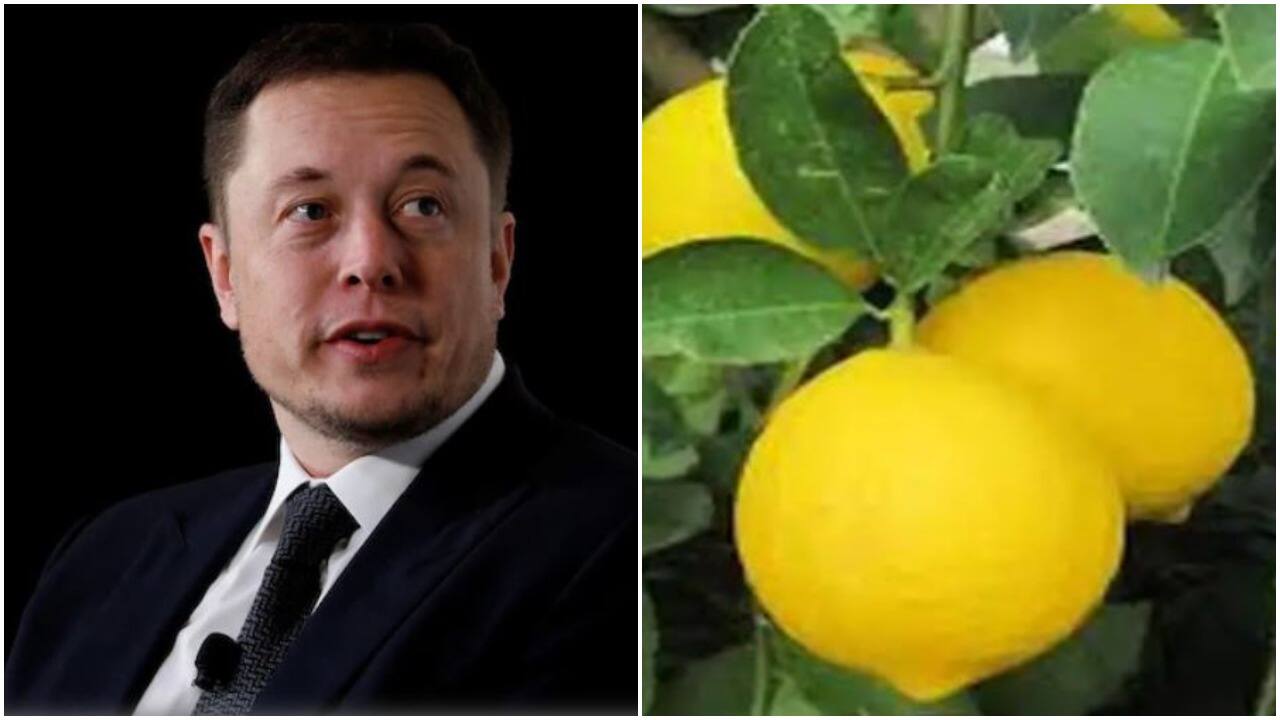 'Elon bought Twitter. Meanwhile, me worrying about lemon price': Indians on Twitter