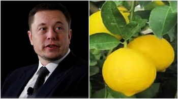 In several parts of the country, lemons -- which used to be available for Re 1 a piece -- is being sold for Rs 10.
