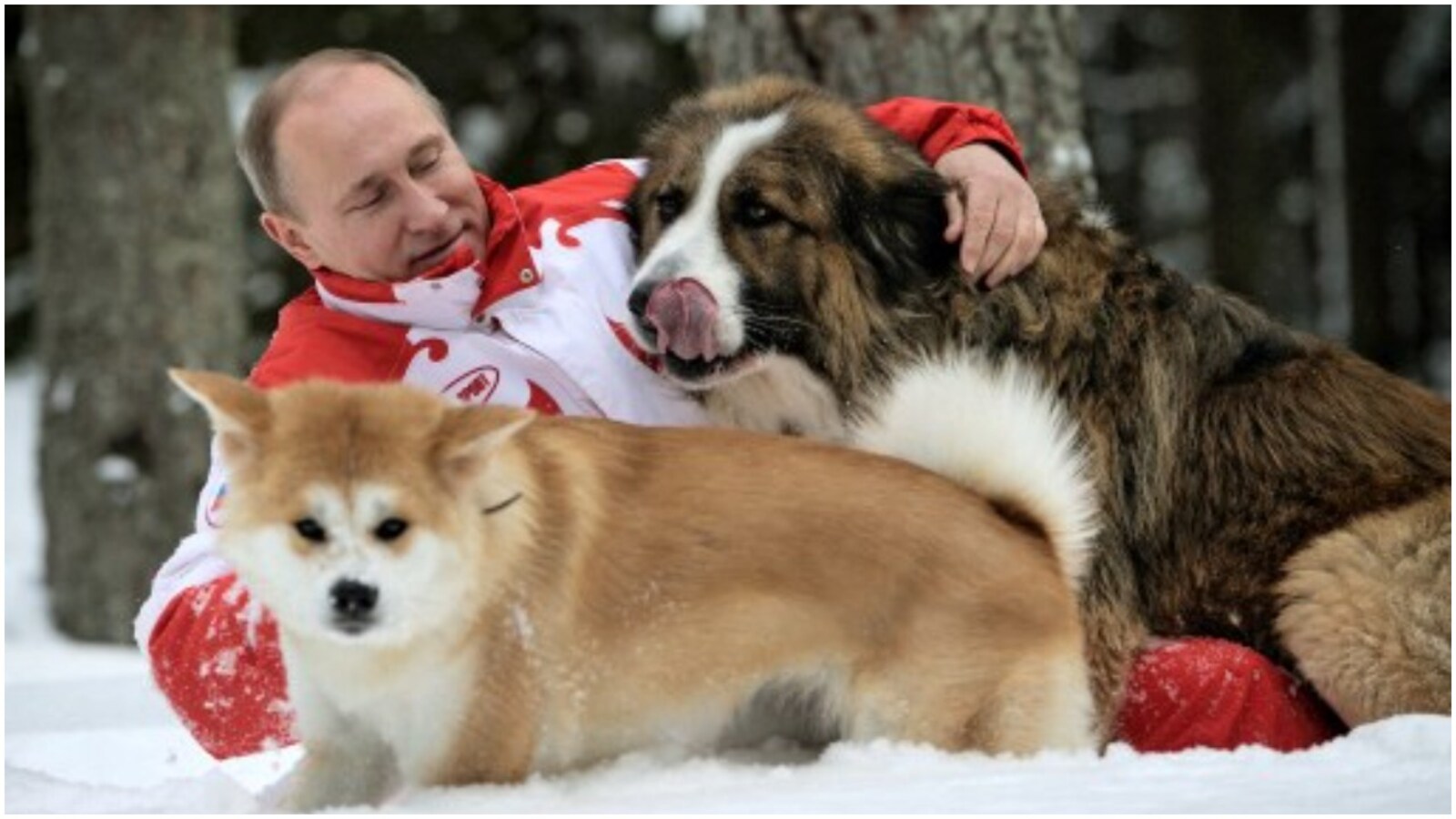 Putin's fans are on a mission to portray him as benevolent, animal-loving leader: Report Putin's fans are on a mission to portray him as benevolent, animal-loving leader: Report