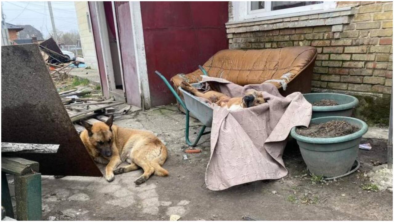 Dog that escaped death returns to Ukraine home, stays beside dead German Shepherd