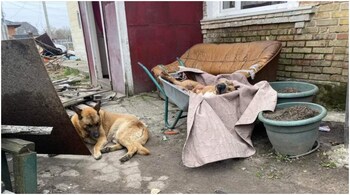 A German Shepherd miraculously escaped execution in Ukraine's Bucha. He is now back at his house. (Image: @MFA_Ukraine/Twitter)
