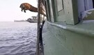 Watch: Royal Bengal Tiger jumps into the sea during its release in Sundarbans