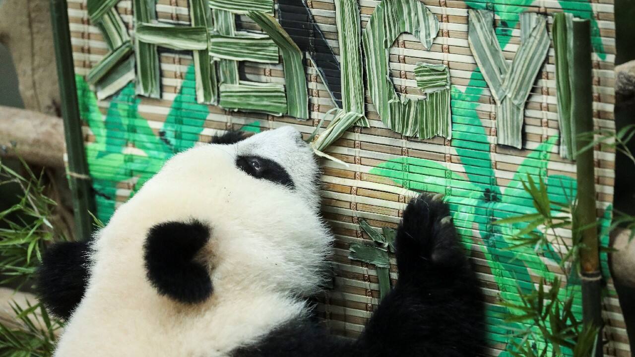 An eleven-month-old giant panda cub, Sheng Yi, pulls her name sign at the National Zoo, in Kuala Lumpur, Malaysia, May 25. (Image: Reuters)