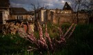 Ukraine Conflict in Pics | Hope blooms amid a few surviving flowers in a city pounded by Russia