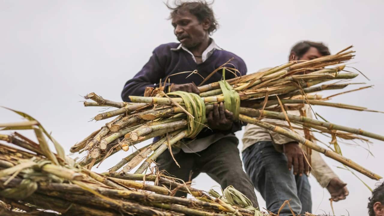 Govt may restrict sugar exports at 10 MT this year