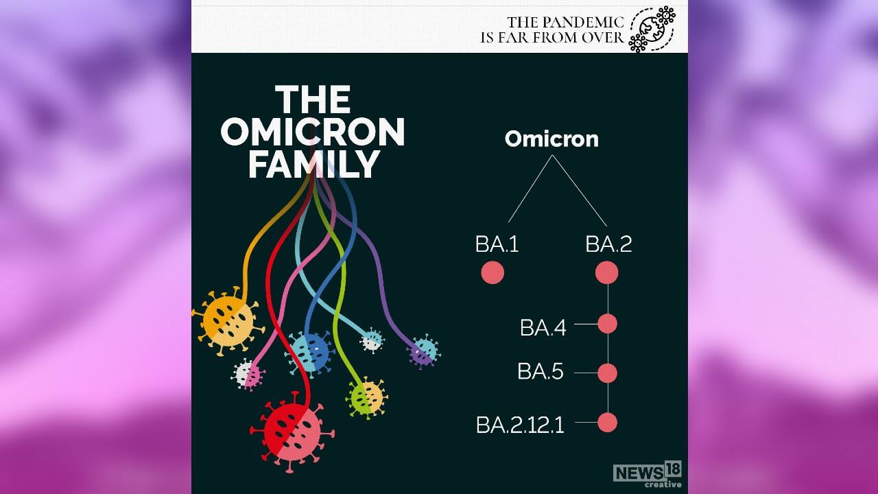 A look at the Omicron family. (Image: News18 Creative) A look at the Omicron family. (Image: News18 Creative)