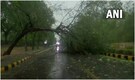 In photos: Uprooted trees, traffic disrupted after heavy rains, strong winds whip Delhi-RCN