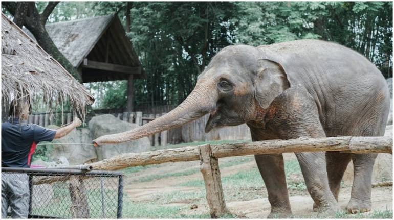 Elephant alerts zookeeper to drowning antelope in incredible video Elephant alerts zookeeper to drowning antelope in incredible video