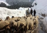 J&amp;K | Supporting Hindus in Valley is biggest pushback against terrorists
