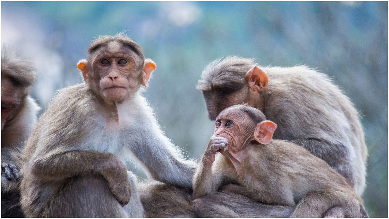 Some Monkeys Use Stone Tools for Pleasure Study Suggests