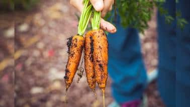 Organic farming sector confident of further growth despite recent challenges