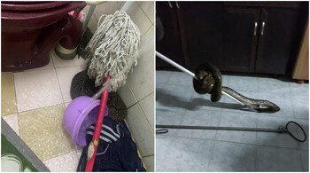 Sabri Tazali shared photos of the snake on Twitter. (Image credit: sabritazali/Twitter)