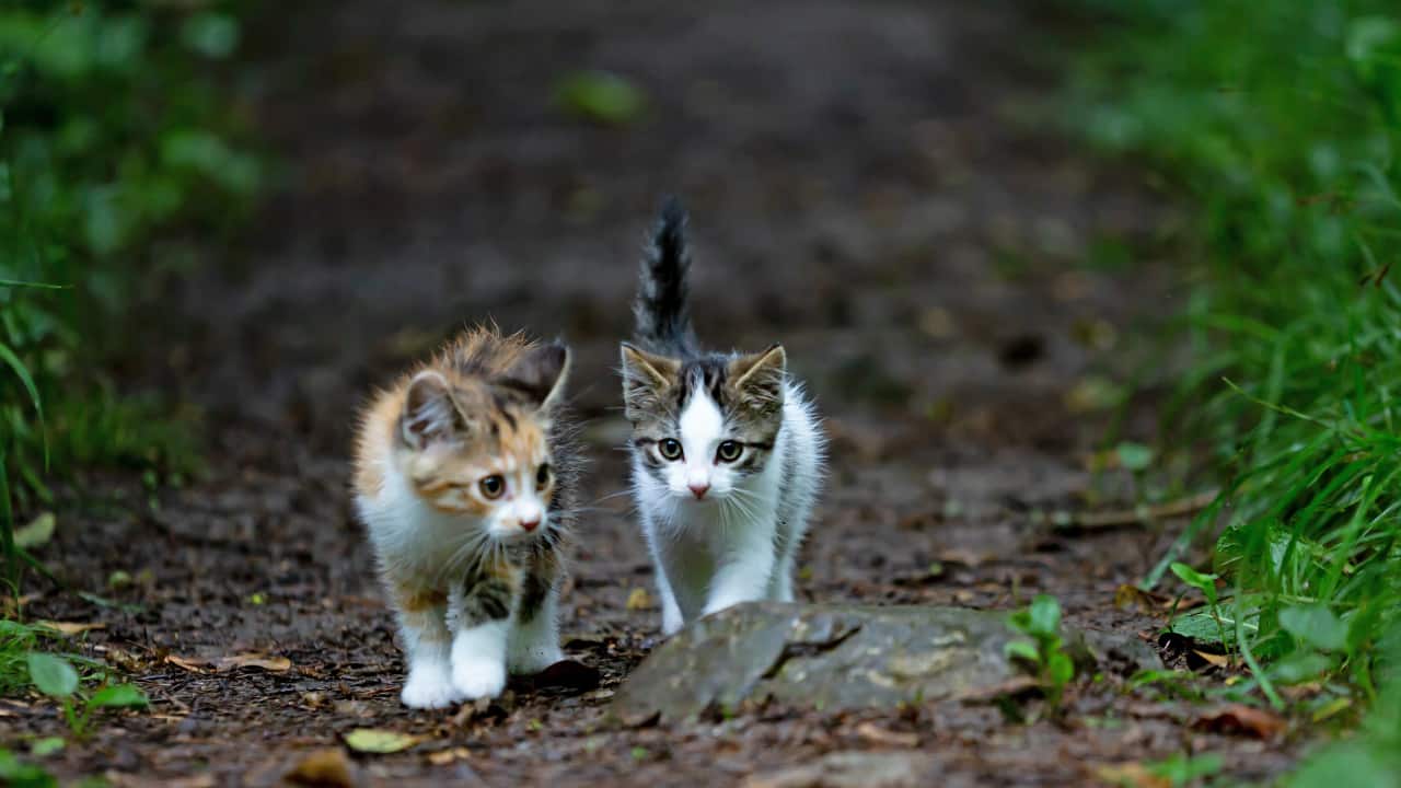 (Image: Unsplash)