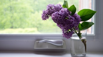 Lilacs are the official flower of Mother’s Day in Hungary, whereas in Thailand it is customary to give jasmines. (Image: Donna G via Unsplash)