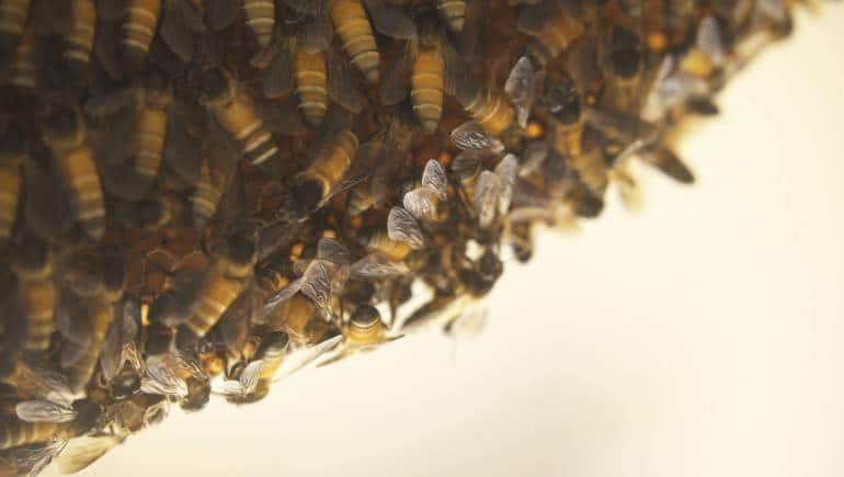 Rock bees are one of three honeybee varieties found across India. Their numbers have been declining in recent years, partly because of urbanization and lack of awareness of their importance to the environment - and the economy.