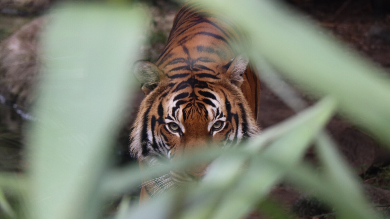 In the belly of the beast - Part 2: When a tiger attacks In the belly of the beast - Part 2: When a tiger attacks