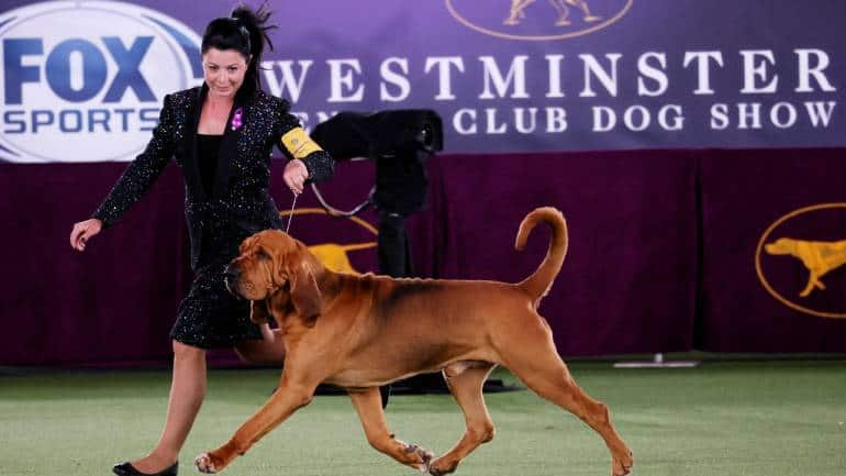 Trumpet, a bloodhound, wins the best in Westminster Dog Show; a look at the  scenes from the show