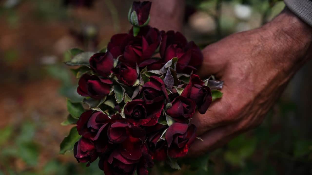 Turkey's black rose growers chase sweet smell of success