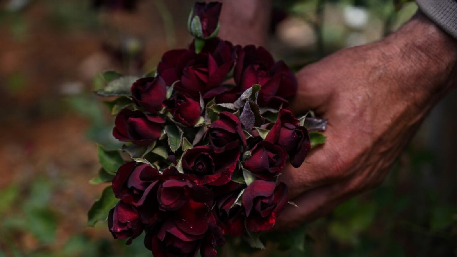 Turkey's black rose growers chase sweet smell of success