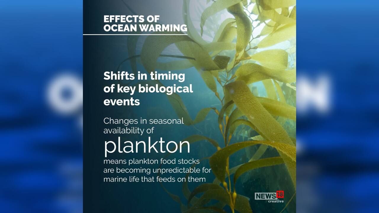 Changes in seasonal availability of plankton means plankton food stocks are becoming unpredictable for marine life that feeds on them.