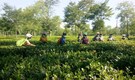 Herbal tea, flower tea labels misleading: FSSAI cracks down on misuse of ‘tea’ term