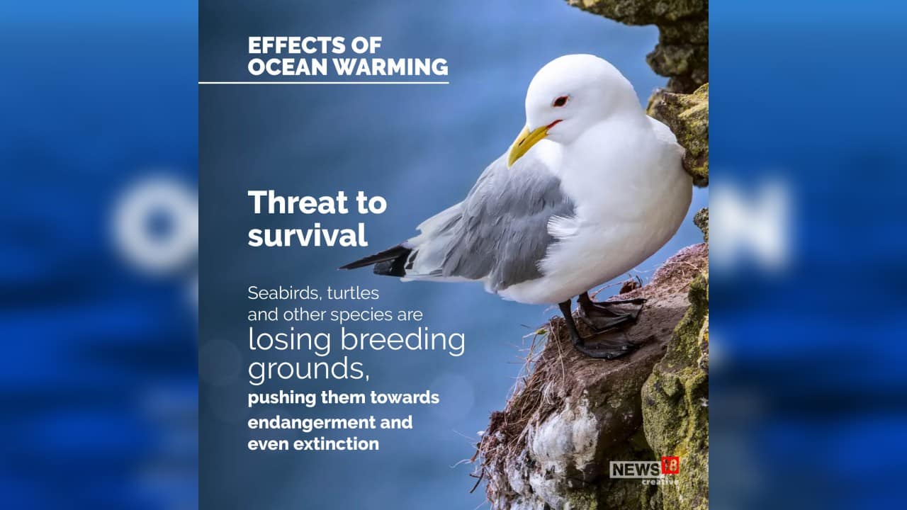 Seabirds, turtles and other species are losing breeding grounds, pushing them towards endangerment and even extinction.