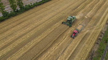 India lifts wheat export ban as Black Sea war squeezes global supplies: Why it matters