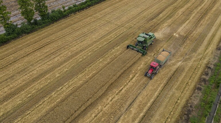 India to sell wheat from state stocks to flour millers, biscuit makers