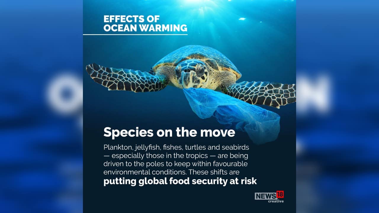 Plankton, jellyfish, fishes, turtles and seabirds &ndash; especially those in the topics &ndash; are being driven to the poles to keep within favourable environmental conditions.