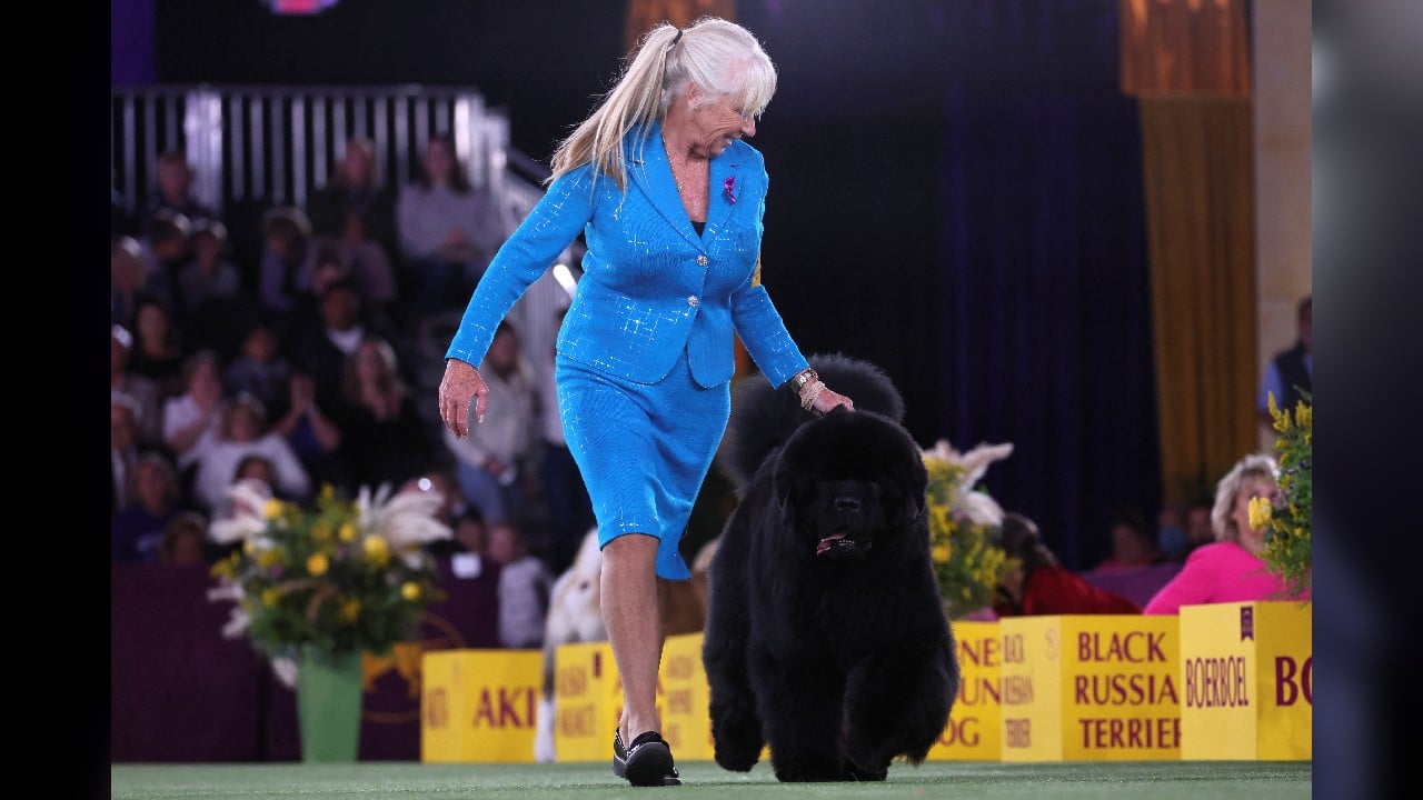 Westminster Dog Show Winners - Exciting Moments at Westminster Dog Show 2022