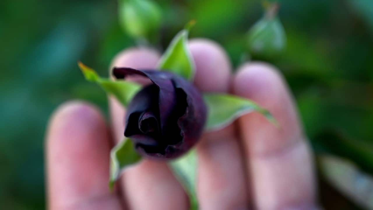 One black outlet rose