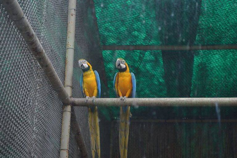 Blue and yellow macaws. A major driving factor for wildlife trafficking in India is the rising demand to own exotic pets like macaws. Photo by Swapnil Srivastav/Wikimedia Commons.