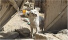Dog searches for family lost in Afghanistan earthquake: ‘He keeps coming back, wailing’