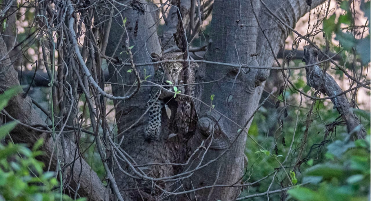 A leopard cub sits on a tree in Aarey colony, which borders the south end of Sanjay Gandhi National Park, in Mumbai, India, Thursday, April 7, 2022. Los Angeles and Mumbai, India are the world’s only megacities of 10 million-plus where large felines breed, hunt and maintain territory within urban boundaries. Long-term studies in both cities have examined how the big cats prowl through their urban jungles, and how people can best live alongside them. 