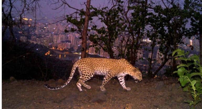Metro car shed in Aarey threatens not just leopards, but wide range of  animals, warn activists