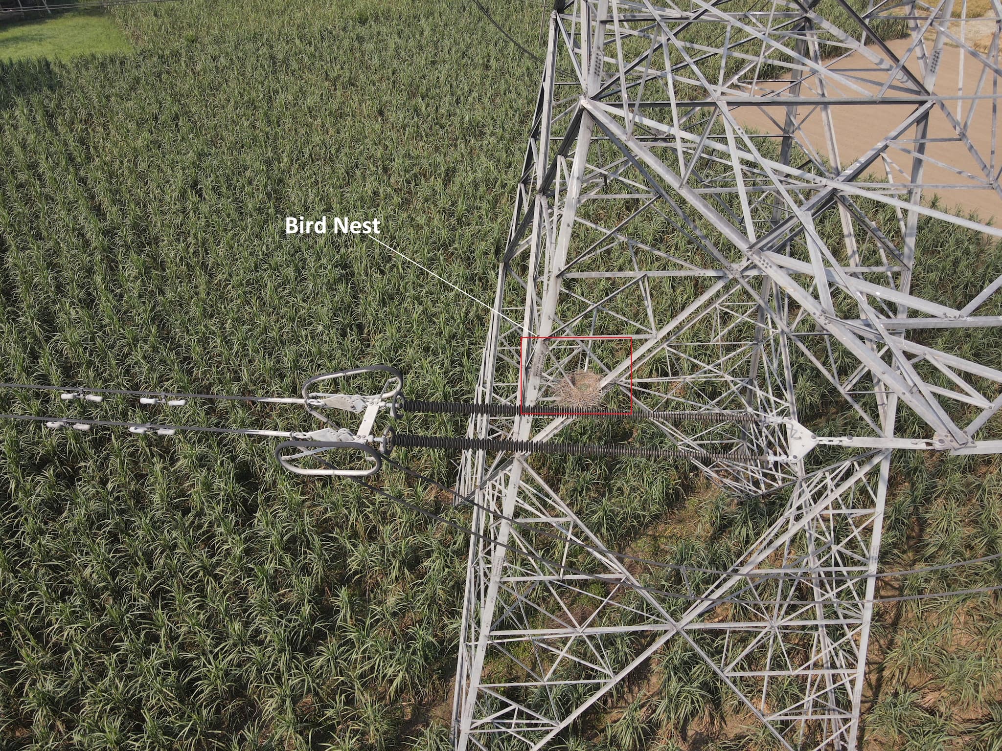 Maintenance operations carried out by Tata Power using drones detects a bird's nest on a transmission tower | Source: Special arrangement